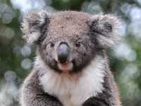 Koala bear 3368